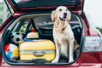 vacanze in auto preparare una partenza sicura vacanze in auto preparare una partenza sicura