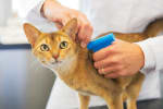 Veterinario che applica microchip a un gatto
