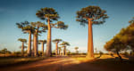 baobab in madagascar