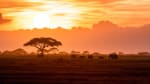 kenya