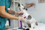 assicurazioni guide detrazioni animali domestici