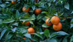 assicurazioni news a siviglia i bus saranno alimentati con il biogas ricavato dal succo d arancia assicurazioni news a siviglia i bus saranno alimentati con il biogas ricavato dal succo d arancia