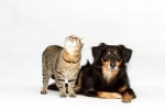 assicurazioni news assicurazione animali domestici cosa c e da sapere