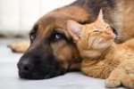 assicurazioni news assicurazione cane e gatto di quixa per chi sceglie fastweb casa 1