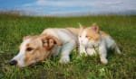 assicurazioni news bonus animali domestici la proposta nella legge di bilancio 2023