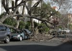 assicurazioni news chi risarcisce i danni all auto per la caduta di un albero