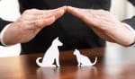 assicurazioni news come trovare la miglior assicurazione cane gatto di fine 2019