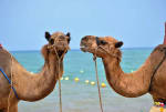 assicurazioni news consigli di viaggio per il marocco luoghi cibo e assicurazione viaggio