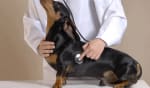 assicurazioni news detrazioni spese veterinarie modello 730