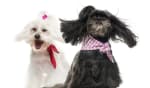 assicurazioni news le migliori assicurazioni animali domestici del mese