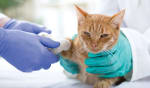 assicurazioni news le migliori assicurazioni cane e gatto dell autunno 2020
