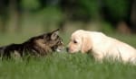 assicurazioni news le migliori assicurazioni cane e gatto di gennaio 2021