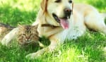 assicurazioni news migliori assicurazioni animali domestici autunno 2021