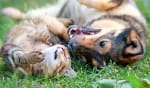 assicurazioni news migliori assicurazioni animali domestici marzo 2022