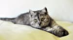 gatto sul cuscino