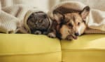 assicurazioni news migliori offerte assicurazione cane e gatto maggio 2022