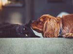 assicurazioni news polizza animali domestici unipolsai cane gatto