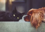 assicurazioni news polizza cane e gatto eta e razza incidono sul premio