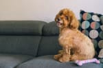 Cagnolino a casa su divano