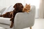 Cane e gatto insieme sul divano