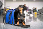 cane e trasportino in aeroporto