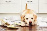 cani e gatti 17 milioni di italiani hanno assicurato il proprio amico a 4 zampe