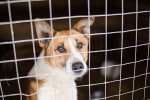 cani oltre 117 mila quelli restituiti dopo la pandemia