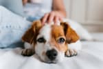 Primo piano di muso di piccolo cane con padrona che lo accarezza