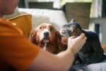 Ragazzo che accarezza cane e gatto