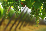 prestiti garantiti dal franciacorta
