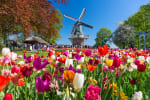 parco dei tulipani Amsterdam