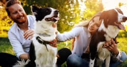 Cani e gatti in cabina: ecco le nuove regole Cani e gatti in cabina: ecco le nuove regole