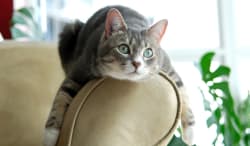Il gatto si fa le unghie sul divano? Ecco un vademecum per "convicerlo" a smettere Il gatto si fa le unghie sul divano? Ecco un vademecum per "convicerlo" a smettere