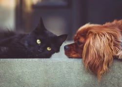 Assicurazione cane e gatto, tutela il tuo amico a quattro zampe a meno di 10€/mese a settembre 2025 Assicurazione cane e gatto, tutela il tuo amico a quattro zampe a meno di 10€/mese a settembre 2025