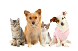 Assicurazione cane e gatto: le polizze di settembre 2026 a confronto Assicurazione cane e gatto: le polizze di settembre 2026 a confronto