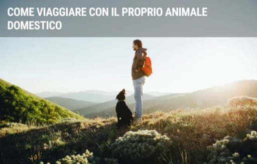 assicurazioni guide come viaggiare con un animale domestico assicurazioni guide come viaggiare con un animale domestico