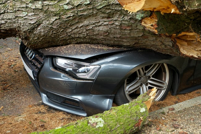 audi sotto ad un albero