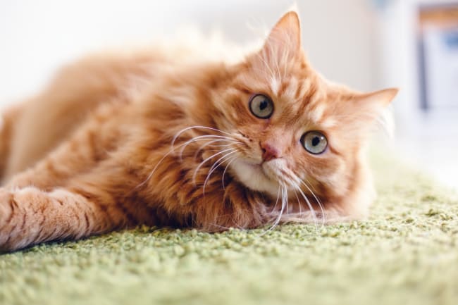gatto gatto