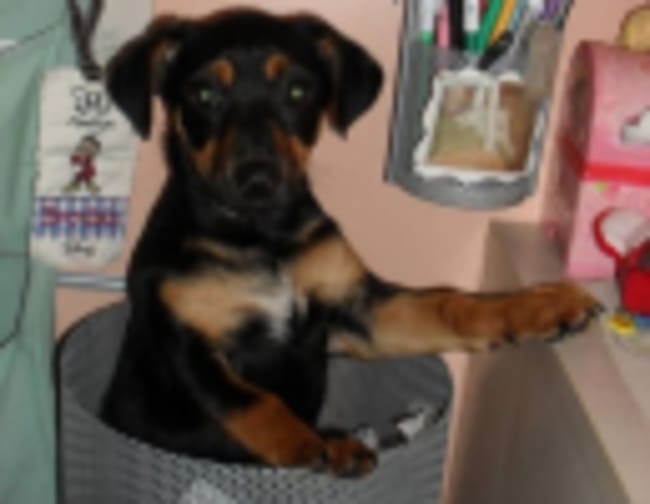 patentino e assicurazione obbligatoria per cani ritenuti pericolosi patentino e assicurazione obbligatoria per cani ritenuti pericolosi