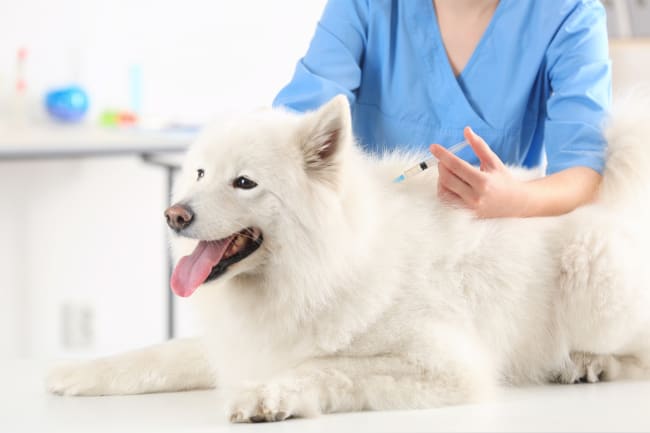 Veterinario che vaccina cane Veterinario che vaccina cane