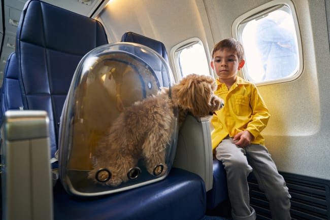 bambino con cane a bordo dell aereo bambino con cane a bordo dell aereo