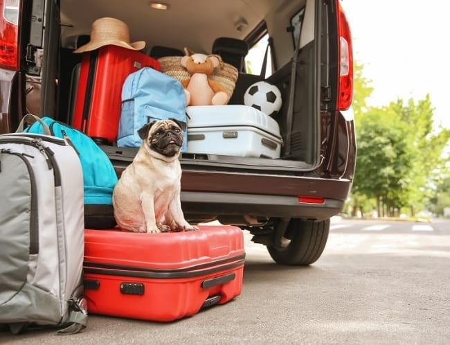11 milioni di italiani in vacanza col proprio animale domestico 11 milioni di italiani in vacanza col proprio animale domestico