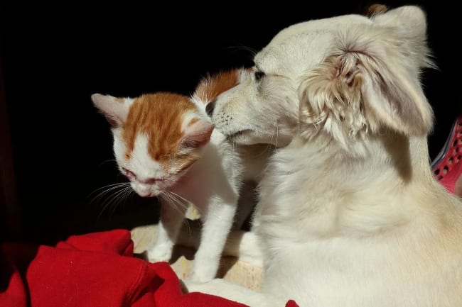 assicurazioni news 3 assicurazioni cane e gatto a febbraio 2020 assicurazioni news 3 assicurazioni cane e gatto a febbraio 2020
