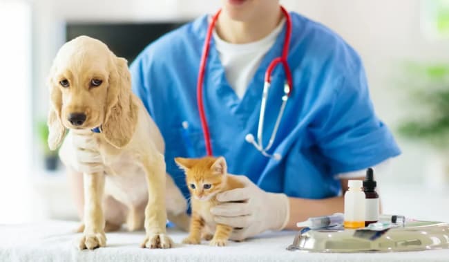 cane e gatto dal veterinario cane e gatto dal veterinario