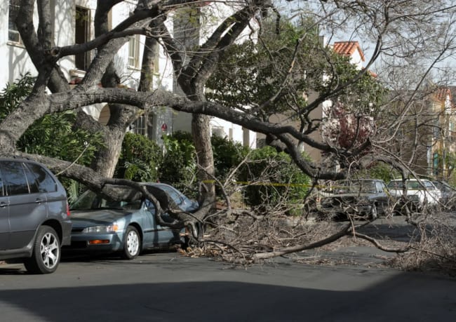 assicurazioni news chi risarcisce i danni all auto per la caduta di un albero assicurazioni news chi risarcisce i danni all auto per la caduta di un albero