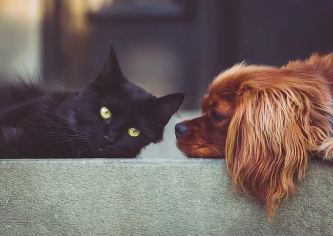 cane e gatto seduti vicini cane e gatto seduti vicini