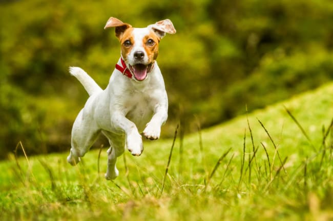 cane salta e corre in un prato cane salta e corre in un prato