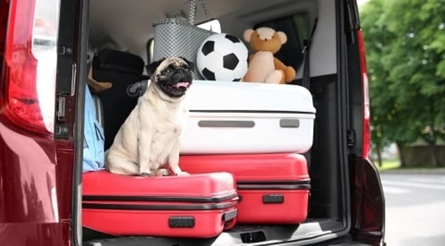 vacanze piu di 65 milioni partiranno con il proprio amico a 4 zampe vacanze piu di 65 milioni partiranno con il proprio amico a 4 zampe