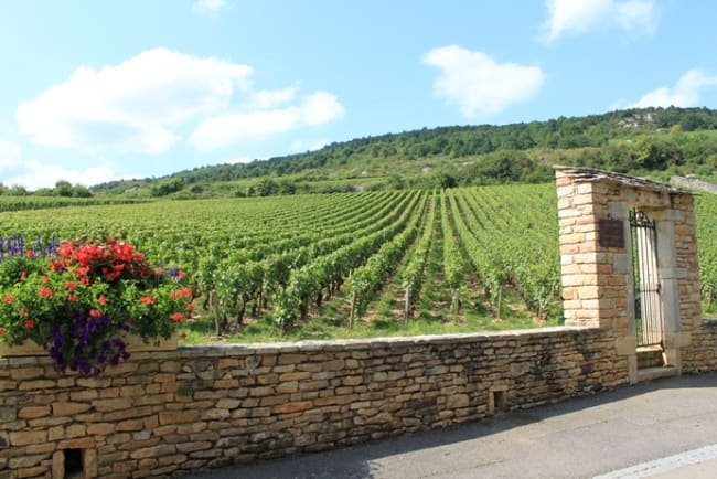 comprare casa in mezzo ai vigneti comprare casa in mezzo ai vigneti