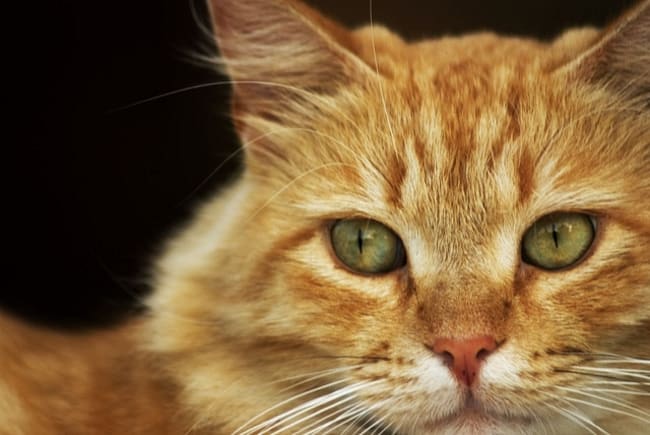 russia con sberbank sottoscrivi un mutuo e ricevi un gatto russia con sberbank sottoscrivi un mutuo e ricevi un gatto